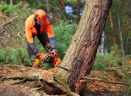 Trusted Adrian, MI  Tree Services Experts