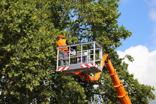 Best Hedge Trimming  in Adrian, MI